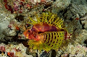 Dendrochirus brachypterus-Pasar wajo Mandarin city-5m-20180602nuit-Denis-ADER-DSC_3541_tn